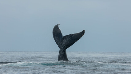 Famous and happy whale in a whale watching touristic tour
