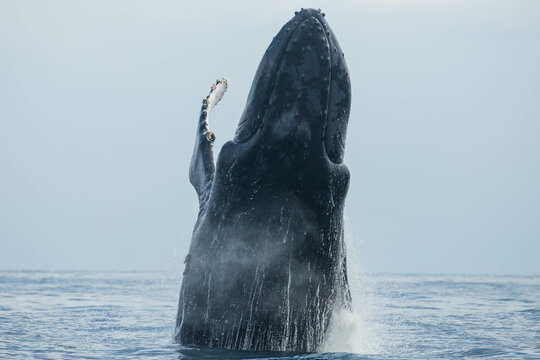 Humpback whales in its full glory around Baja California