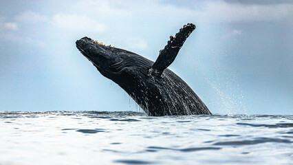 Humpback whale around Cabo San Lucas, Mexico © Rui