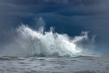 Fototapeta premium Humpback whale around Cabo San Lucas, Mexico