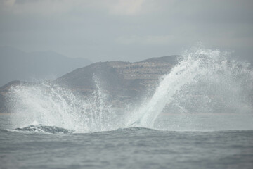 Humpback whale around Cabo San Lucas, Mexico