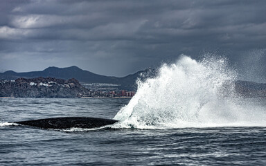 Humpback whale around Cabo San Lucas, Mexico