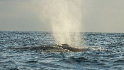 Humpback whale around Cabo San Lucas, Mexico