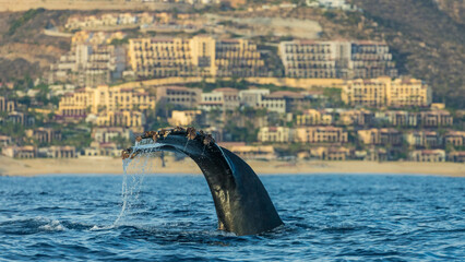 Obraz premium Humpback whale around Cabo San Lucas, Mexico