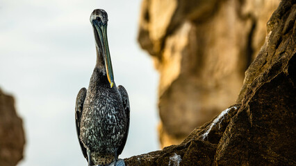 Sea birds of Cabo San Lucas5