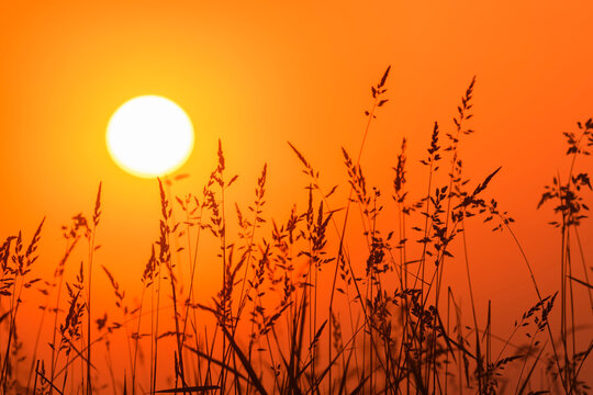 Silhouette of Tall Grass at Sunset, Hesse, Germany