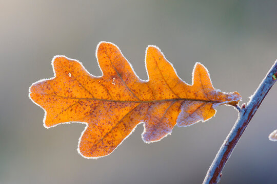 Oak Leaf in Winter, Hesse, Germany