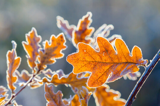Oak Leaves in Winter, Hesse, Germany