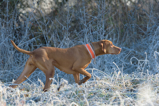 Magyar Vizsla in Field, Hesse, Germany