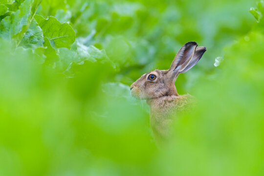 European Brown Hare (Lepus europaeus) in Sugar Beet Field in Summer, Hesse, Germany