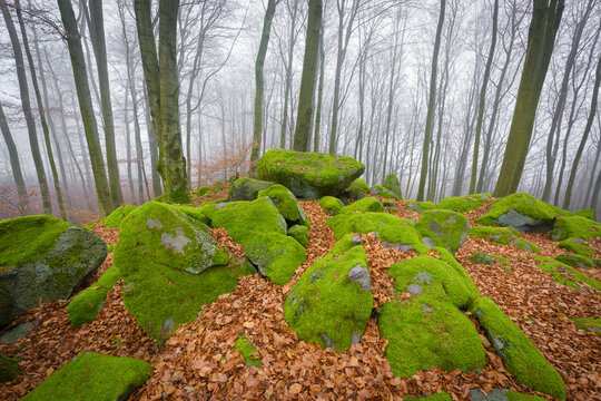 Beech Forest (Fagus sylvatica) and Felsenmeer in Morning Mist, Odenwald, Hesse, Germany