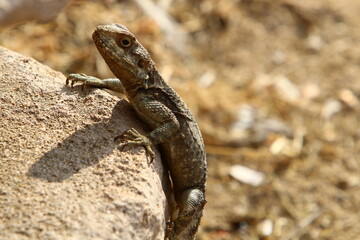 A lizard sits on a stone in a city park.