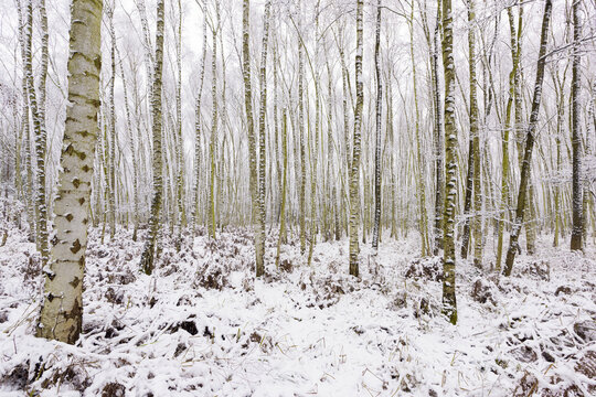 Birch Forest in Winter, Hesse, Germany