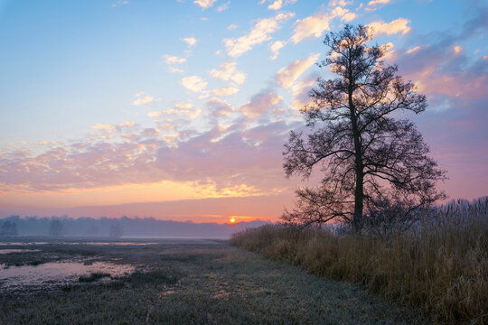 Wetlands Landscape and backlit tree at Sunrise in February in Hesse, Germany