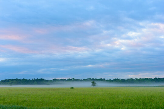 Field in springtime with lone tree and mist in the early morning in Hesse, Germany
