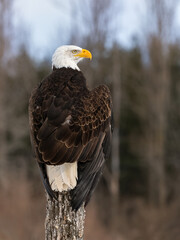 American bald eagle is perched on a dead tree stump with its back to the photographer.  The bird of prey is looking off to the side.  The bird is out hunting in mid afternoon.  Eagle symbols freedom.