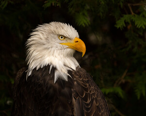 American bald eagle close up.  The bird of prey is looking to the the side, a profile shot of the head.  The raptor is a symbol of freedom.  Eagle is perched in an open area with lots of pine trees. 