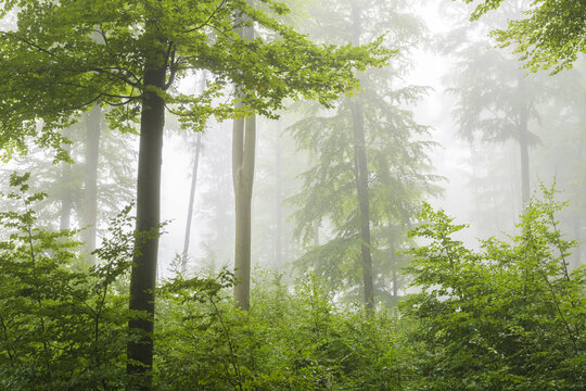 Close-up of beech trees and undergrowth in a forest on a misty morning in the Nature Park in the Spessart mountains in Bavaria, Germany