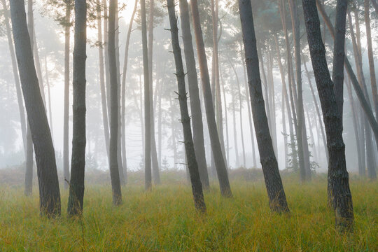 Silhouetted tree trunks of pine forest on misty morning in autumn in Hesse, Germany