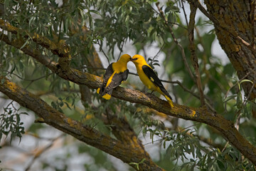 Golden Oriole {Oriolus oriolus) in Hungary.