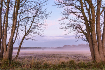 Bare trees and misty meadow in Autumn at dawn in Hesse, Germany