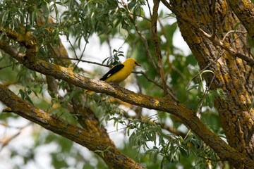 Golden Oriole {Oriolus oriolus) in Hungary.