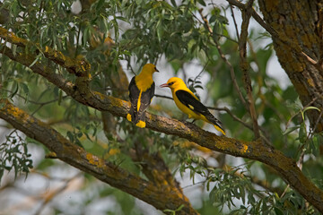 Golden Oriole {Oriolus oriolus) in Hungary.