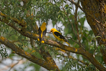 Golden Oriole {Oriolus oriolus) in Hungary.