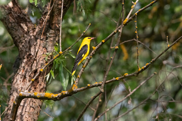 Golden Oriole {Oriolus oriolus) in Hungary.