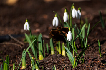 spring snowdrop flower