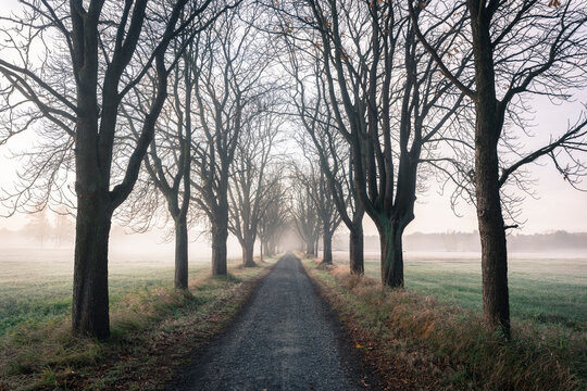 Chestnut tree-lined road on a misty morning in Autumn in Hesse, Germany