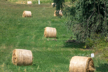 bales in the field