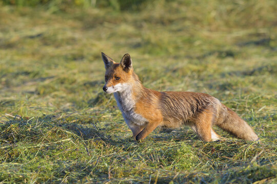Red fox (Vulpes vulpes) watching and ready for action standing on a mowed meadow in Hesse, Germany