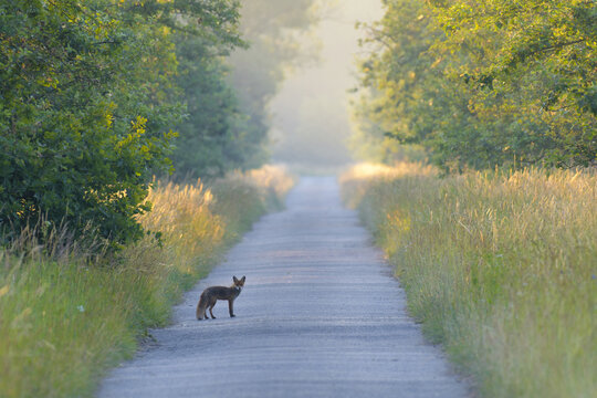 View of red fox (Vulpes vulpes) standing on gravel road looking at camera in Summer in Hesse, Germany