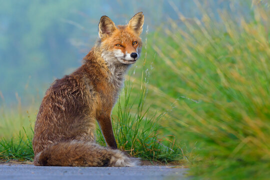 Portrait of red fox (Vulpes vulpes) sitting in the grass looking suspiciously at the camera in Summer in Hesse, Germany