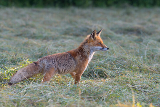 Profile portrait of a red fox (Vulpes vulpes) standing on a mowed meadow watching and looking into the distance in Hesse, Germany
