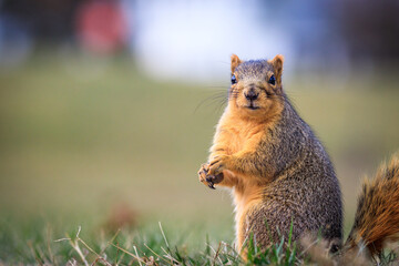 Naklejka na ściany i meble brown eastern fox squirrel standing upright in green grass alone, isolated from the background