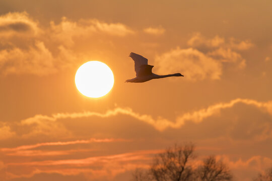 Silhouette of mute swan (Cygnus olor) flying in sky with sun in sky at sunset, Hesse, Germany