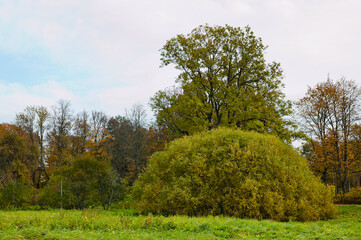 rural landscape, in the photo forest and field and trees of different shapes in autumn