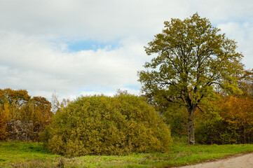 rural landscape, in the photo forest and field and trees of different shapes in autumn