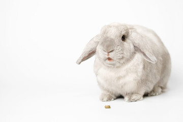 Beautiful lop-eared rabbit with food on a white background. Lots of free space for your ads. Rabbit eats special dry food.
