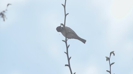 A sparrow on a branch eats buds in spring.