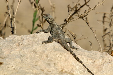 A lizard sits on a stone in a city park.