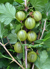 Branch of gooseberries with berries