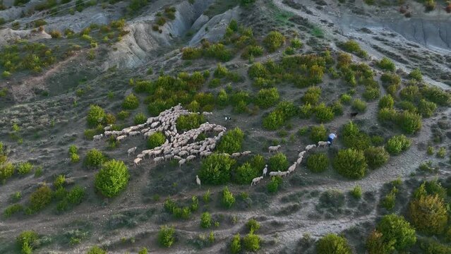 Flock of sheep going to the village. Aerial view from a drone. Town of Arres. Municipality of Bailo.The Jacetania. Huesca, Aragon, Spain, Europe