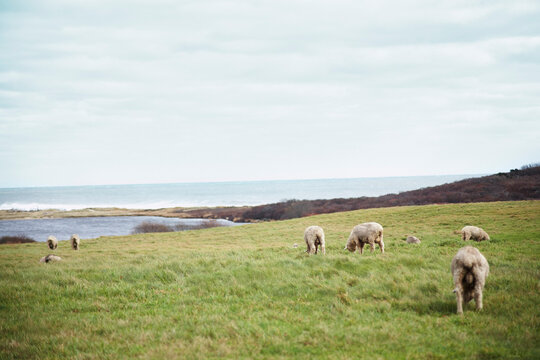 Sheep on Allen Farm, Chilmark, Martha's Vineyard, Massachusetts, USA