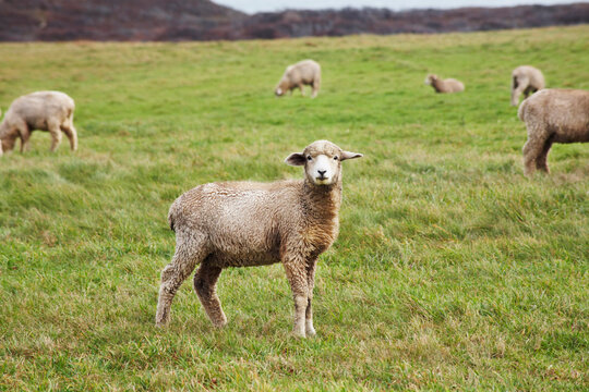 Sheep on Allen Farm, Chilmark, Martha's Vineyard, Massachusetts, USA
