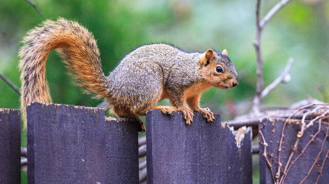brown eastern fox squirrel sitting on top of a dark brown wooden fence, alone and isolated from the background