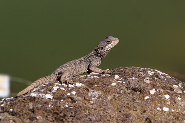 A lizard sits on a stone in a city park.