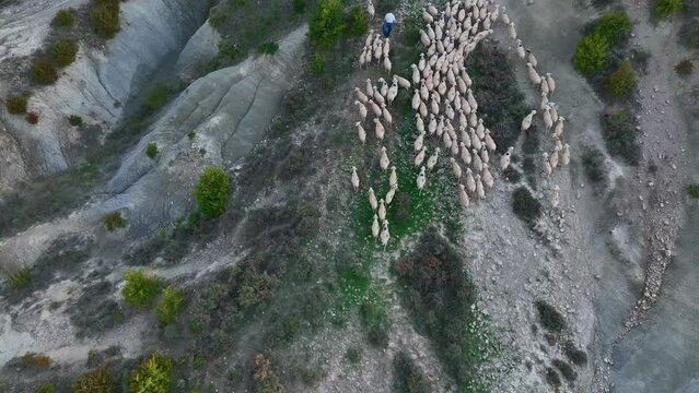 Flock of sheep going to the village. Aerial view from a drone. Town of Arres. Municipality of Bailo.The Jacetania. Huesca, Aragon, Spain, Europe